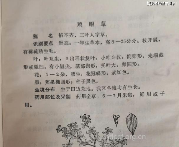 掐不齐的功效与作用