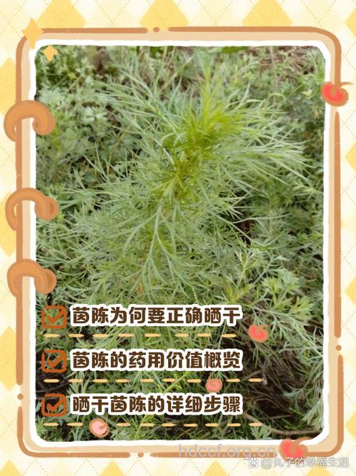 廊茵的功效与作用