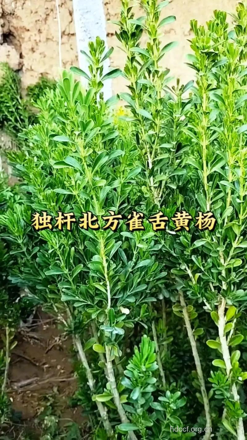 水黄杨木的功效与作用