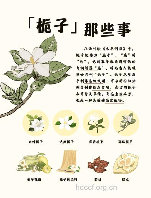 栀子花的功效与作用