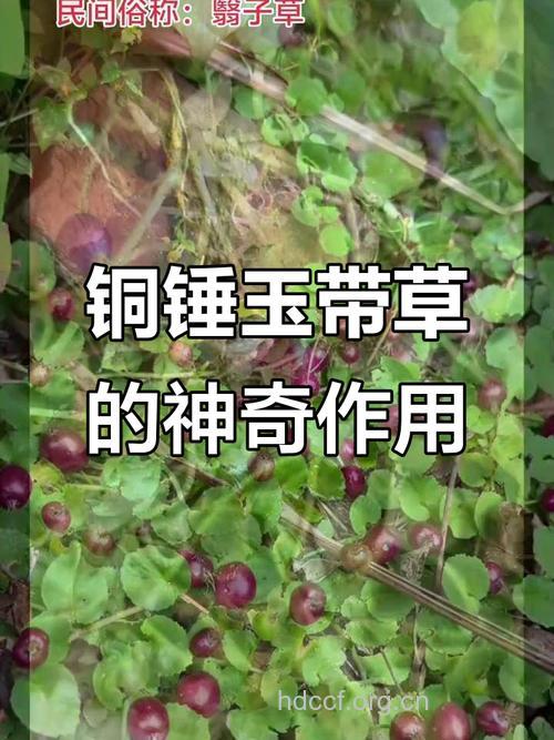 铜棒锤的功效与作用