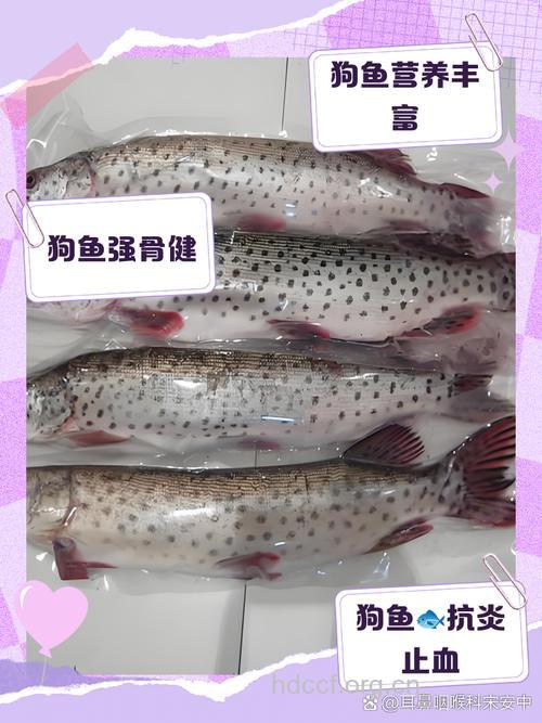 鱼狗的功效与作用