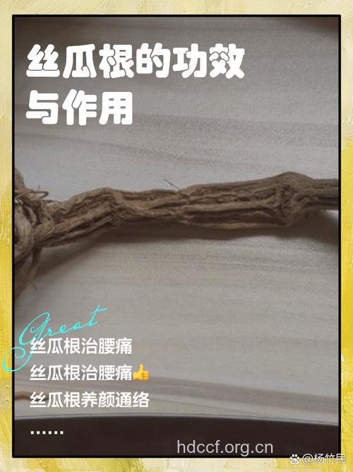 丝瓜根的功效与作用