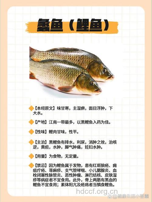 鲤鱼目的功效与作用