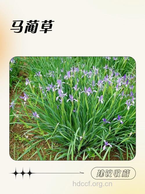 马蔺叶的功效与作用