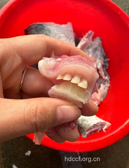 鲤鱼齿的功效与作用