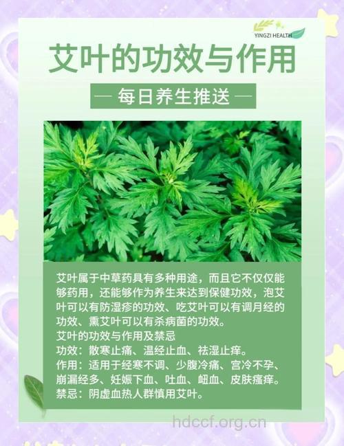 山艾叶的功效与作用