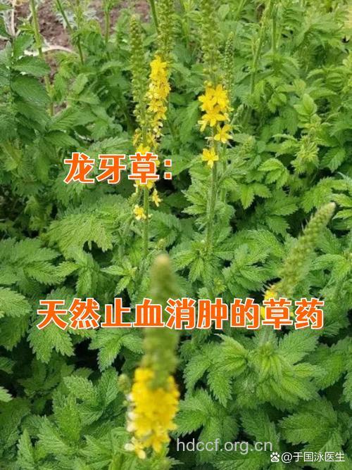 龙牙草根的功效与作用