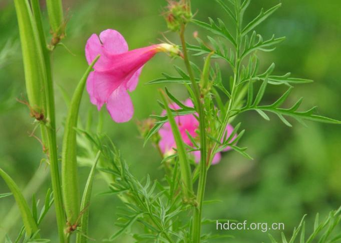 密花角蒿的功效与作用