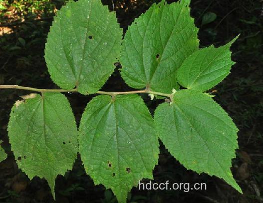 牙新渊的功效与作用