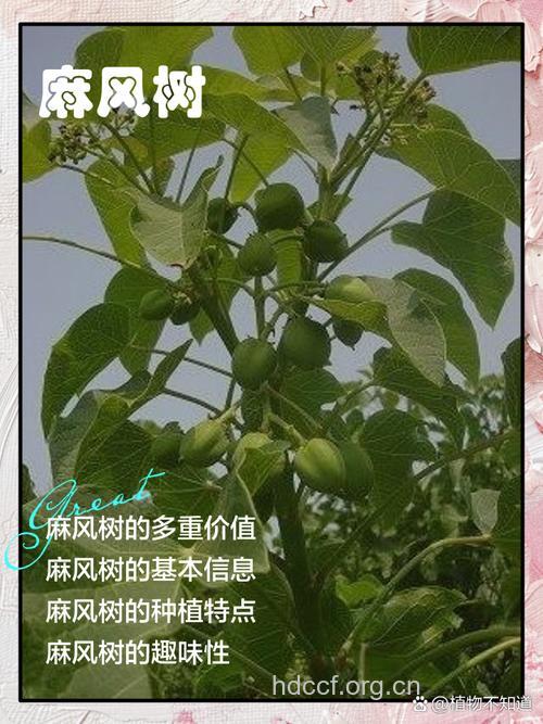 麻疯树的功效与作用