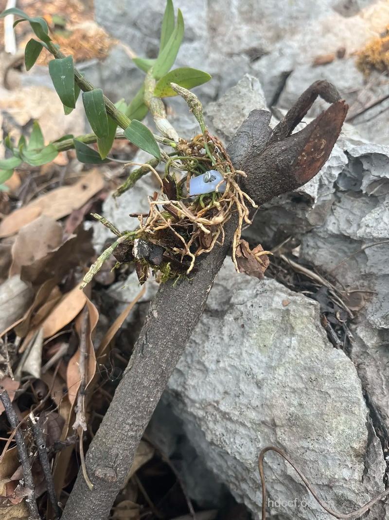 龙须莞的功效与作用