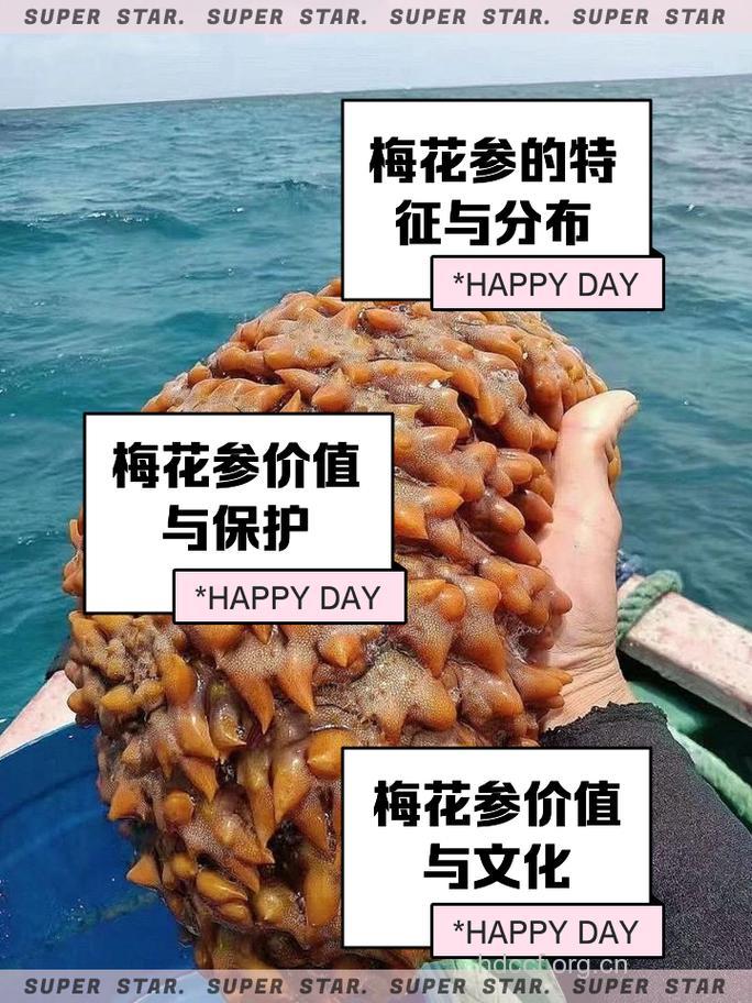 梅花参的功效与作用