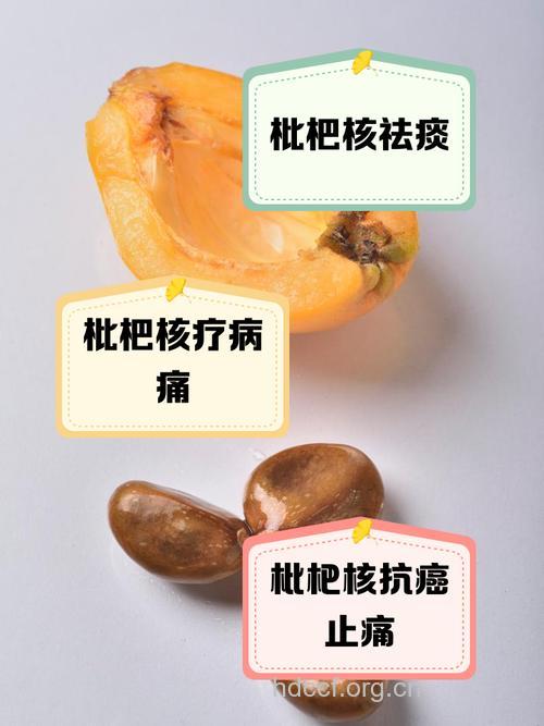 枇杷核的功效与作用