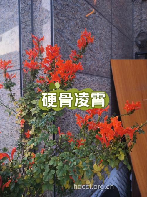 硬骨凌霄的功效与作用