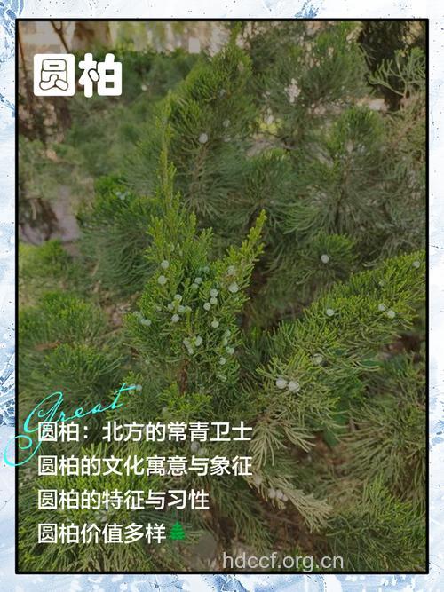 圆柏的功效与作用