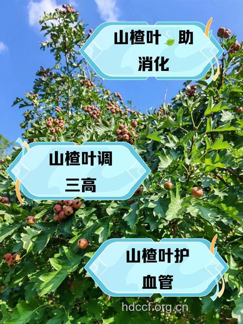 山楂叶的功效与作用