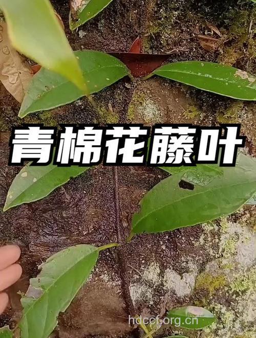 青棉花藤叶的功效与作用