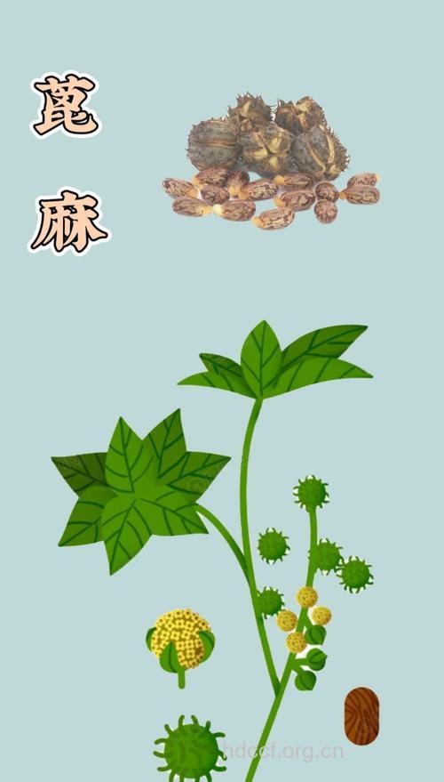 麻母的功效与作用