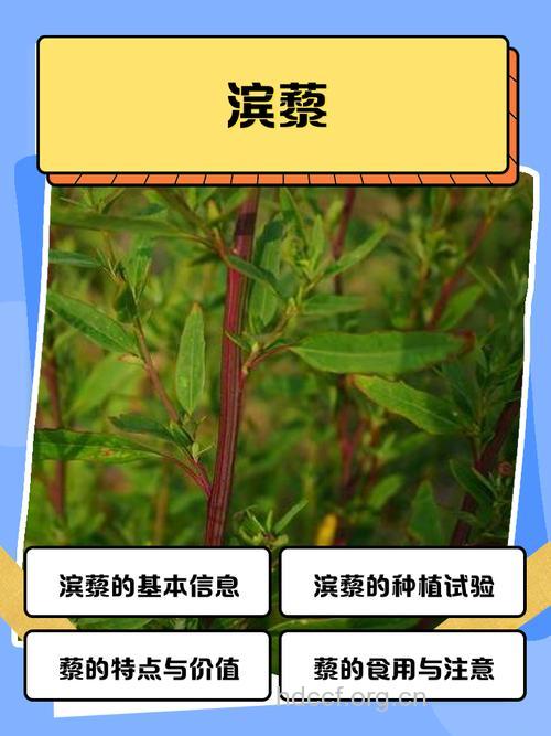 匍匐滨藜的功效与作用