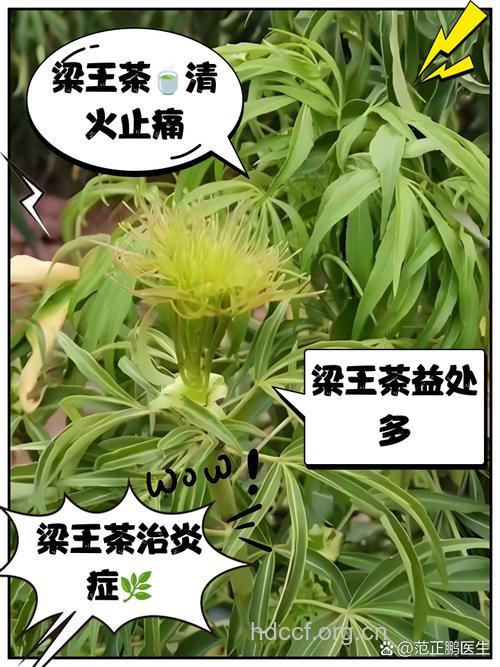 梁王茶的功效与作用