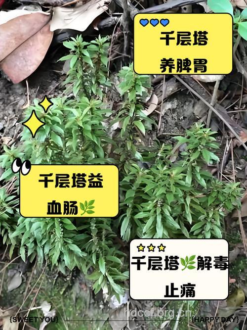 千层塔的功效与作用