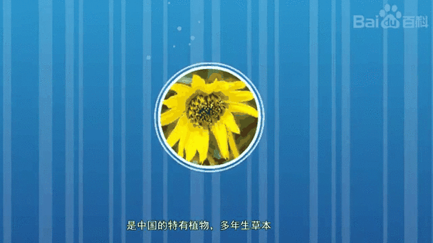 箭叶苣的功效与作用