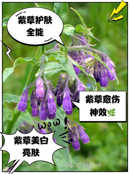 紫燕草的功效与作用