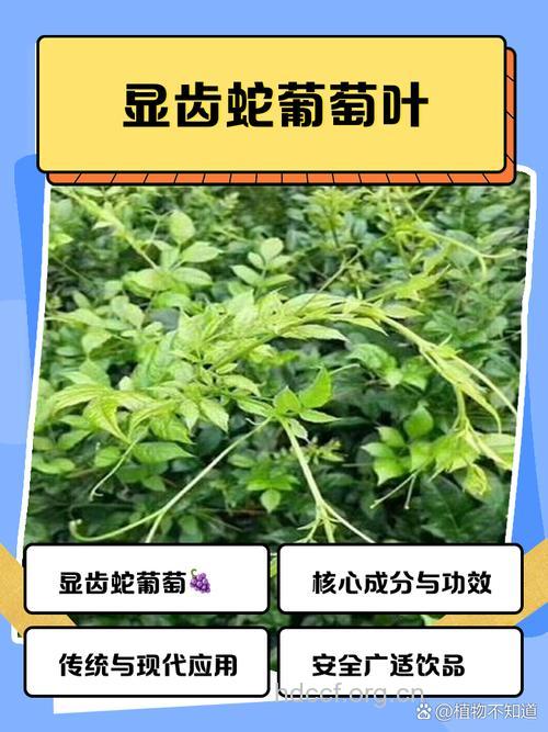 葡萄藤叶的功效与作用