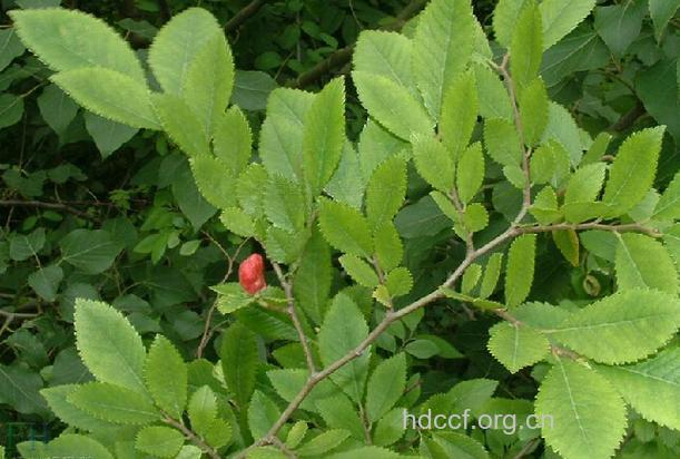 榔榆茎的功效与作用