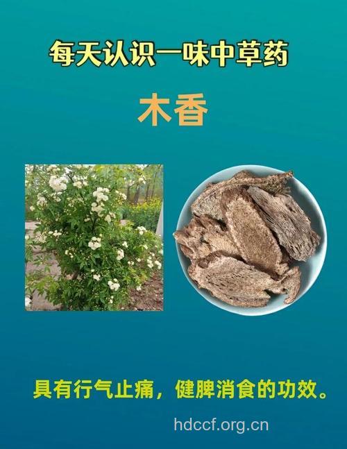 越西木香的功效与作用