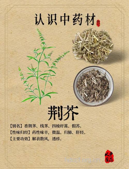 荆芥根的功效与作用