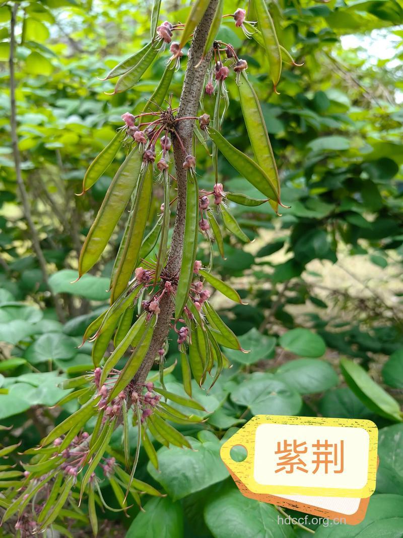 紫荆果的功效与作用