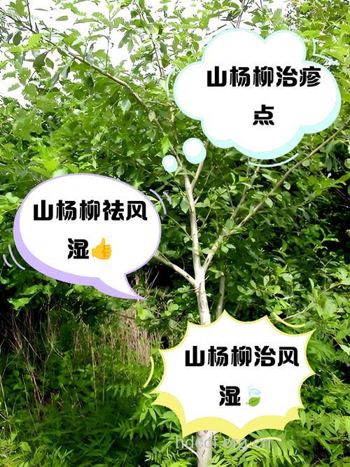 山杨柳的功效与作用