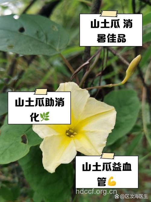 山土瓜的功效与作用