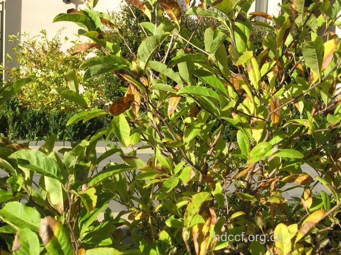 天目木兰的功效与作用