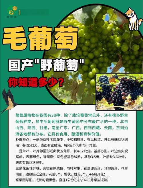 毛葡萄叶的功效与作用
