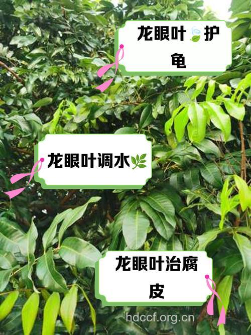 龙眼叶的功效与作用