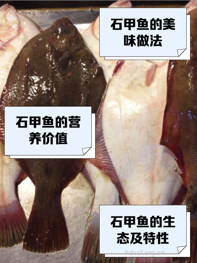 石鳖的功效与作用