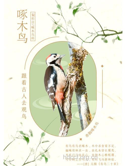 啄木鸟的功效与作用