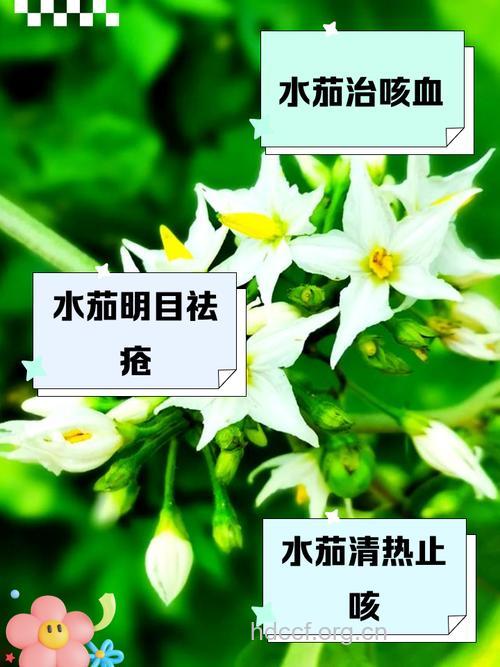 水茄冬叶的功效与作用