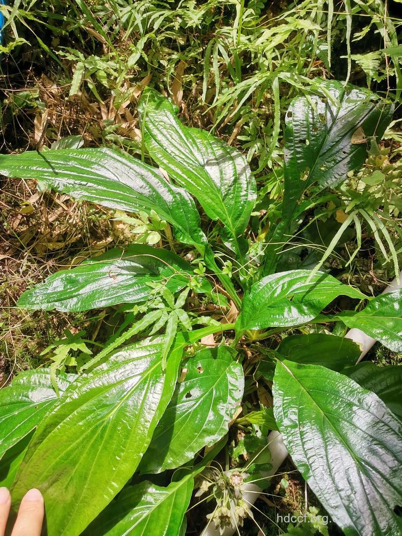 水虾草的功效与作用