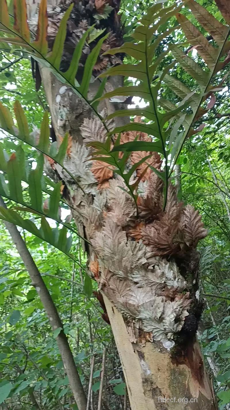 土碎补的功效与作用