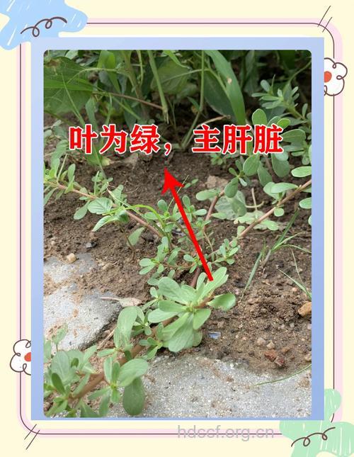 小叶地不容的功效与作用