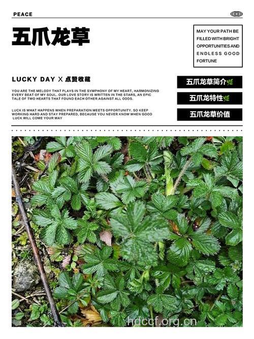 五爪金龙的功效与作用