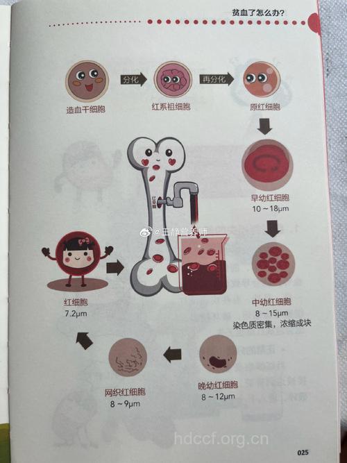 红细胞是怎么生成的呢？