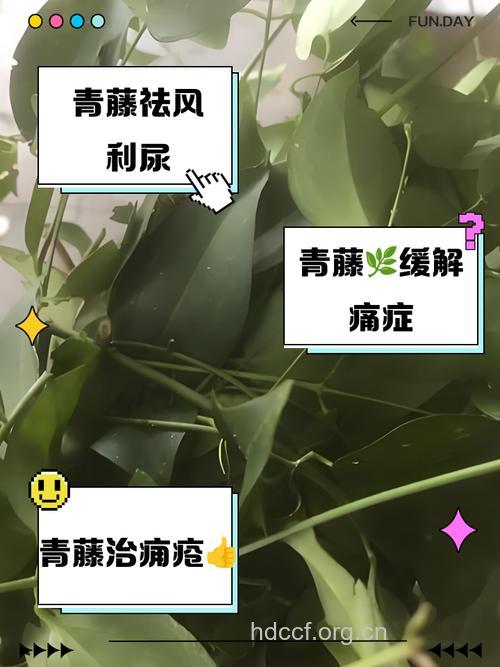 青龙藤的功效与作用