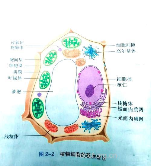 你了解的细胞形态吗?