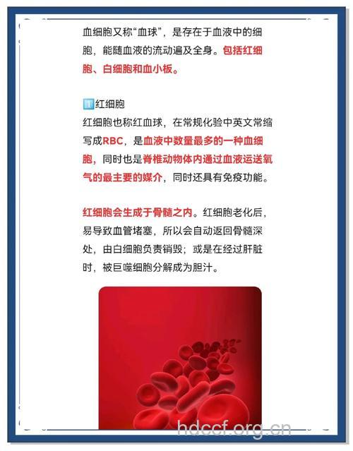 红细胞有什么免疫功能?