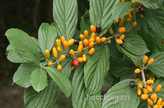 鼠矢枣的功效与作用